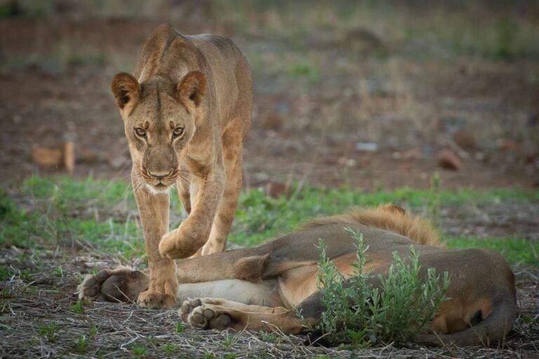 Lion-Wildlife-Sighting-Hwange-National-Park-Bumbusi-Wilderness-Camp-Zimbabwe