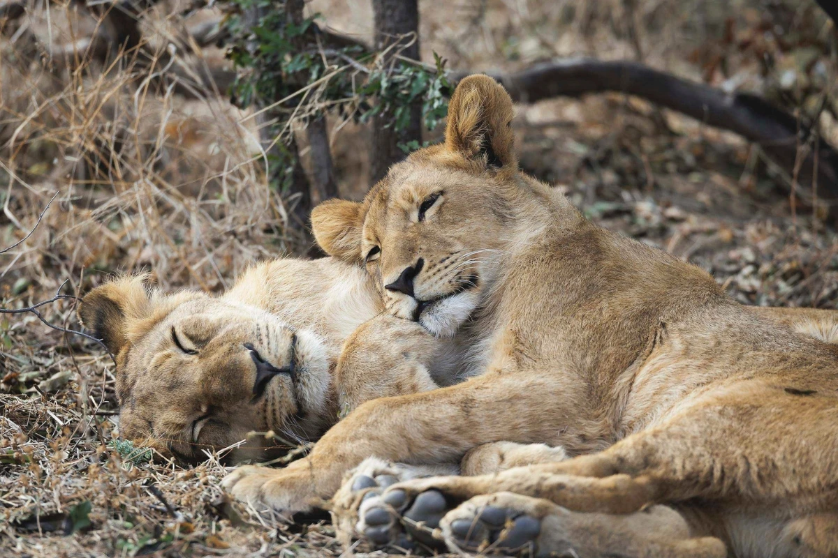 Hideaways-Africa-Safari-Special-Northern-Hwange-Pay-2-Stay-3
