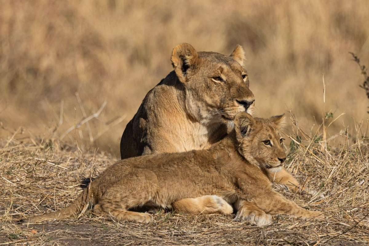 Nantwich-Lodge-Hwange-National-Park-2