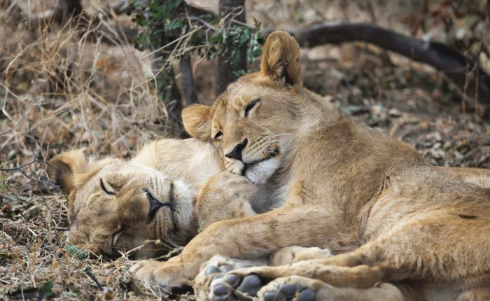 Hideaways-Africa-Safari-Special-Northern-Hwange-Pay-2-Stay-3